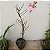 Papilionanthe teres (Vanda teres) - Imagem 6