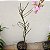 Papilionanthe teres (Vanda teres) - Imagem 5