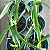 Vanda tricolor suavis - Imagem 3