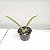 Encyclia cordigera - Imagem 2