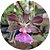 Encyclia cordigera - Imagem 3