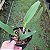Cattleya labiata tipo - Imagem 2