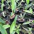 Cattleya labiata tipo - Imagem 3