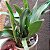 Laeliocattleya trick or treat - Imagem 5