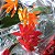 Laeliocattleya trick or treat - Imagem 9