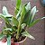 Laeliocattleya trick or treat - Imagem 4