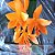 Laeliocattleya trick or treat - Imagem 8