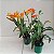Laeliocattleya trick or treat - Imagem 6