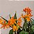 Laeliocattleya trick or treat - Imagem 7