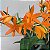 Laeliocattleya trick or treat - Imagem 1