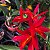 Laeliocattleya trick or treat - Imagem 2