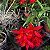 Laeliocattleya trick or treat - Imagem 10