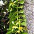 Vanilla planifolia (Baunilha) - Imagem 11
