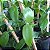 Vanilla planifolia (Baunilha) - Imagem 5