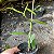 Vanilla planifolia (Baunilha) - Imagem 6
