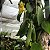 Vanilla planifolia (Baunilha) - Imagem 10
