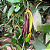 Vanilla planifolia (Baunilha) - Imagem 9