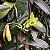 Vanilla planifolia (Baunilha) - Imagem 1