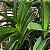 Vanda Azul (Vanda coerulea) Orquídea Aérea - Imagem 4