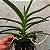 Vanda Azul (Vanda coerulea) Orquídea Aérea - Imagem 3