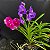 Vanda Azul (Vanda coerulea) Orquídea Aérea - Imagem 8