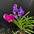Vanda Azul (Vanda coerulea) Orquídea Aérea - Imagem 9