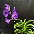 Vanda Azul (Vanda coerulea) Orquídea Aérea - Imagem 10