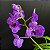 Vanda Azul (Vanda coerulea) Orquídea Aérea - Imagem 12