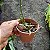 Kit Orquídeas Espécies Variadas - Imagem 6