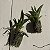 Kit Orquídeas Espécies Variadas - Imagem 2