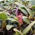 Bulbophyllum brevicarpum (urubu tomando sol) - Imagem 1