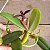 Bulbophyllum brevicarpum (urubu tomando sol) - Imagem 2