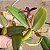 Bulbophyllum brevicarpum (urubu tomando sol) - Imagem 4