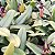 Bulbophyllum brevicarpum (urubu tomando sol) - Imagem 8