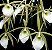 Brassavola perrini (Orquídea cebolinha) - Imagem 1