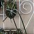 Brassavola perrini (Orquídea cebolinha) - Imagem 3