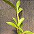 Dendrobium spectabile - Imagem 4
