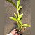 Dendrobium spectabile - Imagem 5