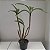 Dendrobium spectabile - Imagem 3