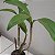 Dendrobium spectabile - Imagem 6