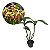 Dendrobium spectabile - Imagem 4