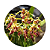 Dendrobium spectabile - Imagem 2