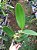 Brassolaeliocattleya Yamanashi x Cattleya guttata - Imagem 3