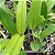 Brassolaeliocattleya Yamanashi x Cattleya guttata - Imagem 6