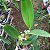 Brassolaeliocattleya Yamanashi x Cattleya guttata - Imagem 5