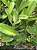 Brassolaeliocattleya Yamanashi x Cattleya guttata - Imagem 4