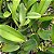 Brassolaeliocattleya Yamanashi x Cattleya guttata - Imagem 7