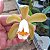 Cattleya forbesii - Imagem 1