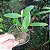 Cattleya forbesii - Imagem 4