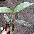 Cattleya forbesii - Imagem 12